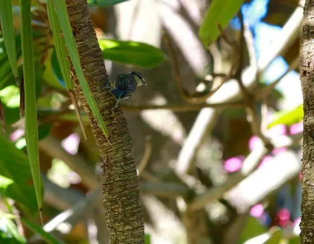 Résidence Marina Livia Serriera (Corsica)